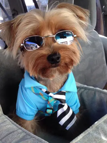 Cachito - Yorkshire Terrier - Submitted by Patricia Pasquel