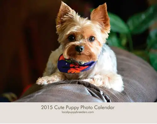 Calendar Cover