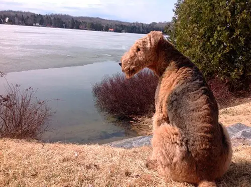 Cointreau - Airedale Terrier - Submitted by Genevieve Morris