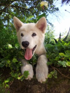 Crispi - Alaskan Malamute - Submitted by Alejandra