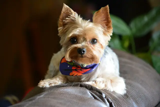 Doodle Bug - Yorkie - Submitted by Sue Veldkamp