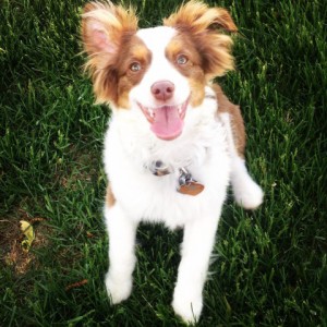 Jag - Mini Australian Shepherd - Kate Johnson