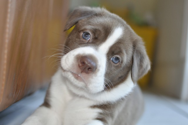Jobim - American Bulldog - Submitted by Quynh Anh Le