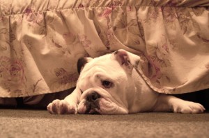 Kacey - English Bulldog - Submitted by Kevin Halpin