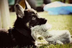 Kyra Leigh - German Shepherd - Submitted by Donn Trouten
