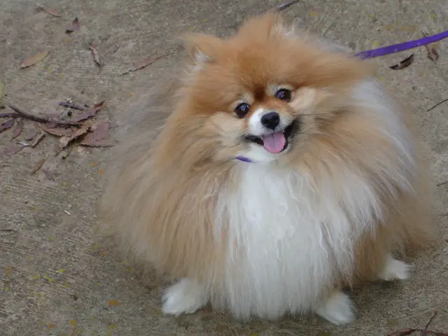 Lacey - Pomeranian - Submitted by Lori Luich