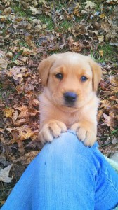 Logan - Labrador Retriever - Submitted by Ansley Cash