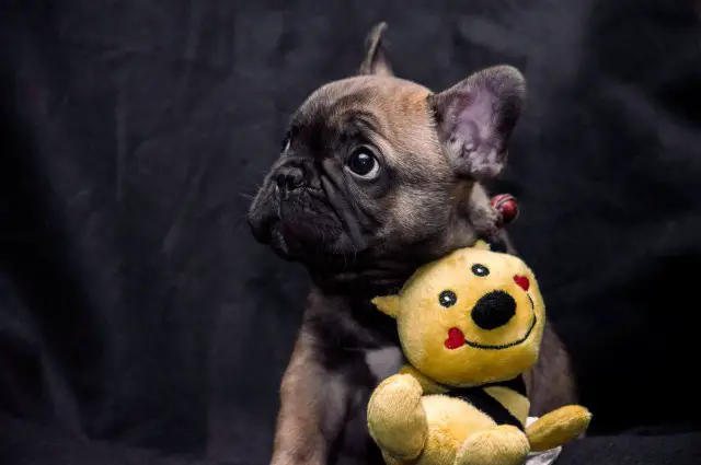 Loki - French Bulldog - Submitted by Nancy Weissend