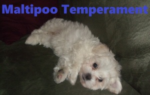 maltipoo characteristics