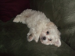 training a maltipoo