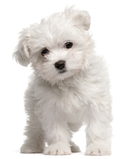 Maltipom puppies
