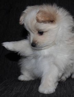 Maltipom puppies for sale