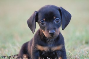 Meme - Dachshund - Submitted by Becky Evans