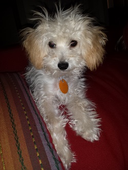 maltipoo training
