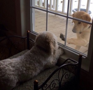 PeeDee and Brody - Cavachon and Labrador Retriever - Submitted by Ginger McCullen