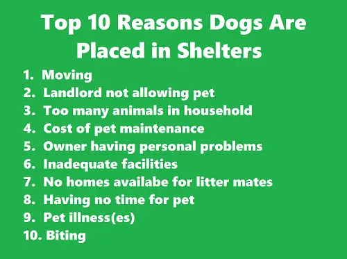 Maltipoo rescue