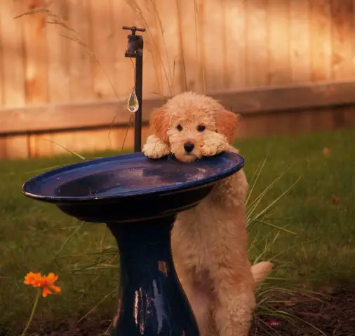 Riley Leech - Mini Golden Doodle - Submitted by Todd Leech