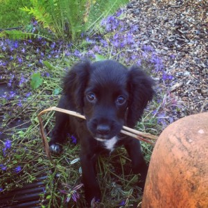 Skylar- Cocker Spaniel - Submitted by Kerry Smith