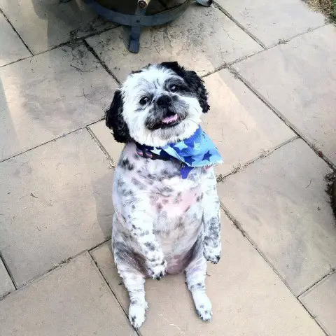 Sophie Ann - Shih Tzu - Submitted by Denise Ashcraft