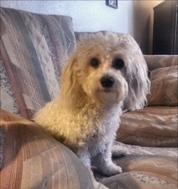 maltipoo size