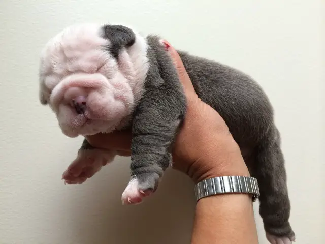 String of Pearls - Bulldog - Submitted by Betty