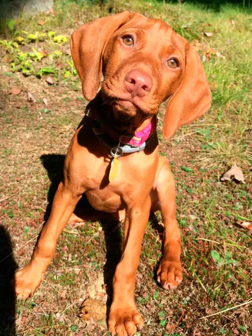 Tallulah - Vizsla - Submitted by Marissa Jimenez