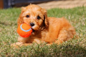 Tess - Spoodle - Submitted by Deborah Finkel