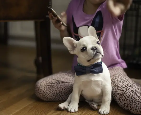 Theo - French Bulldog - Submitted by Ella Gamba