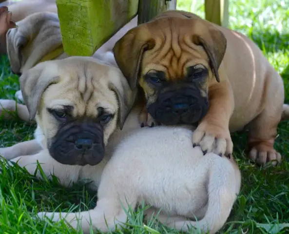 Tony Stark - Bullmastiff - Submitted by Dawn Mitchell