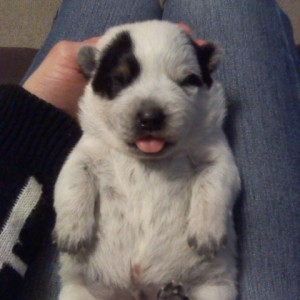 Waylon Jennings - Blue Heeler - Submitted by April Munsell