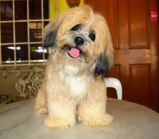 Yoshiro - Lhasa Apso - Submitted by Jf Maneja