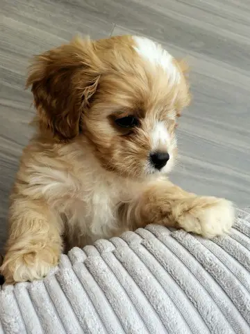 Chester - Cavapoo - Submitted by Debbie