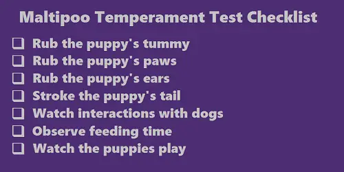 Maltipoo temperament