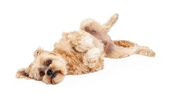 maltipoo for adoption