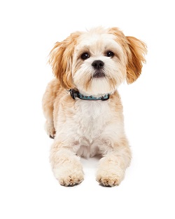 maltipoo rescues