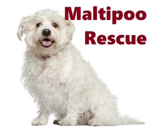 maltipoo puppies for adoption