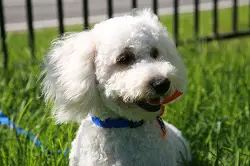 maltipoo adoption