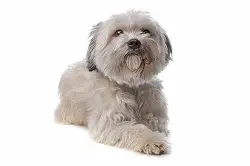 maltipoo puppies for adoption