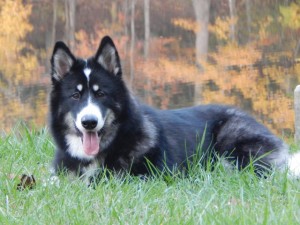 zuri - alaskan malamute - Submitted by miranda