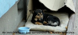 Dog is rescued by kind hearted woman
