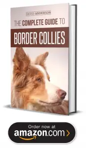 Border Collie Puppies For Sale In New York
