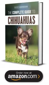 Teacup Chihuahua Puppies For Sale In Oregon