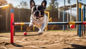 French Bulldog Exercise